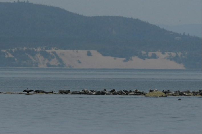 Plus d’une centaine de phoques communs ont été dénombrés échoués autour de l’île Rouge! © Cristiane Albuquerque / Parcs Canada