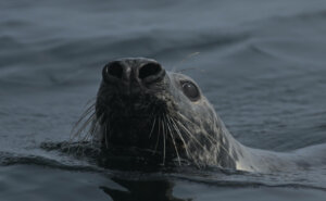 Phoque gris © Guillaume Savard