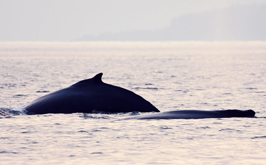 Book of the Dead: Nearly 600 Beluga Carcasses Examined Over Past 40 Years -  Baleines en direct