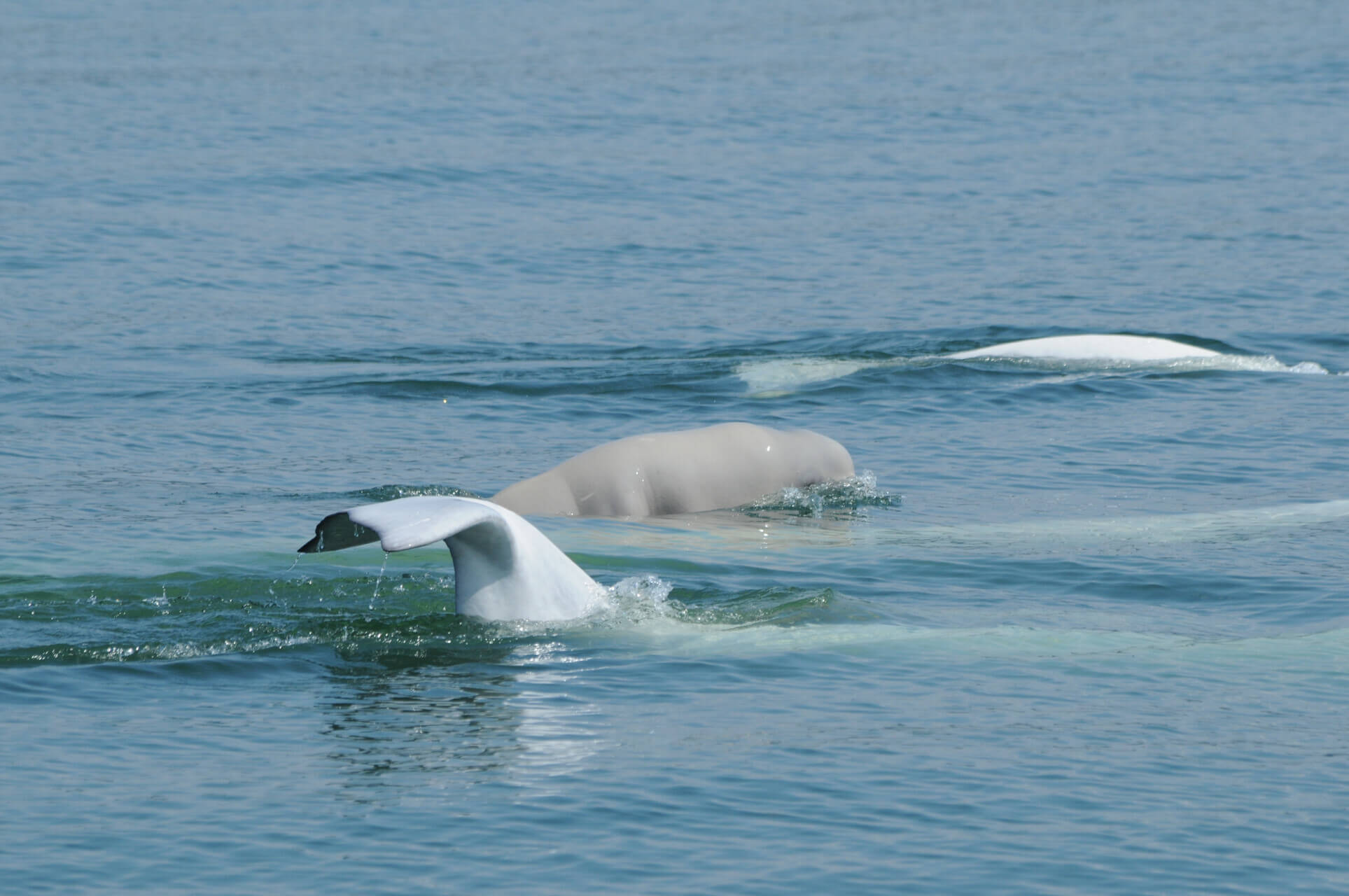 Book of the Dead: Nearly 600 Beluga Carcasses Examined Over Past 40 Years -  Baleines en direct