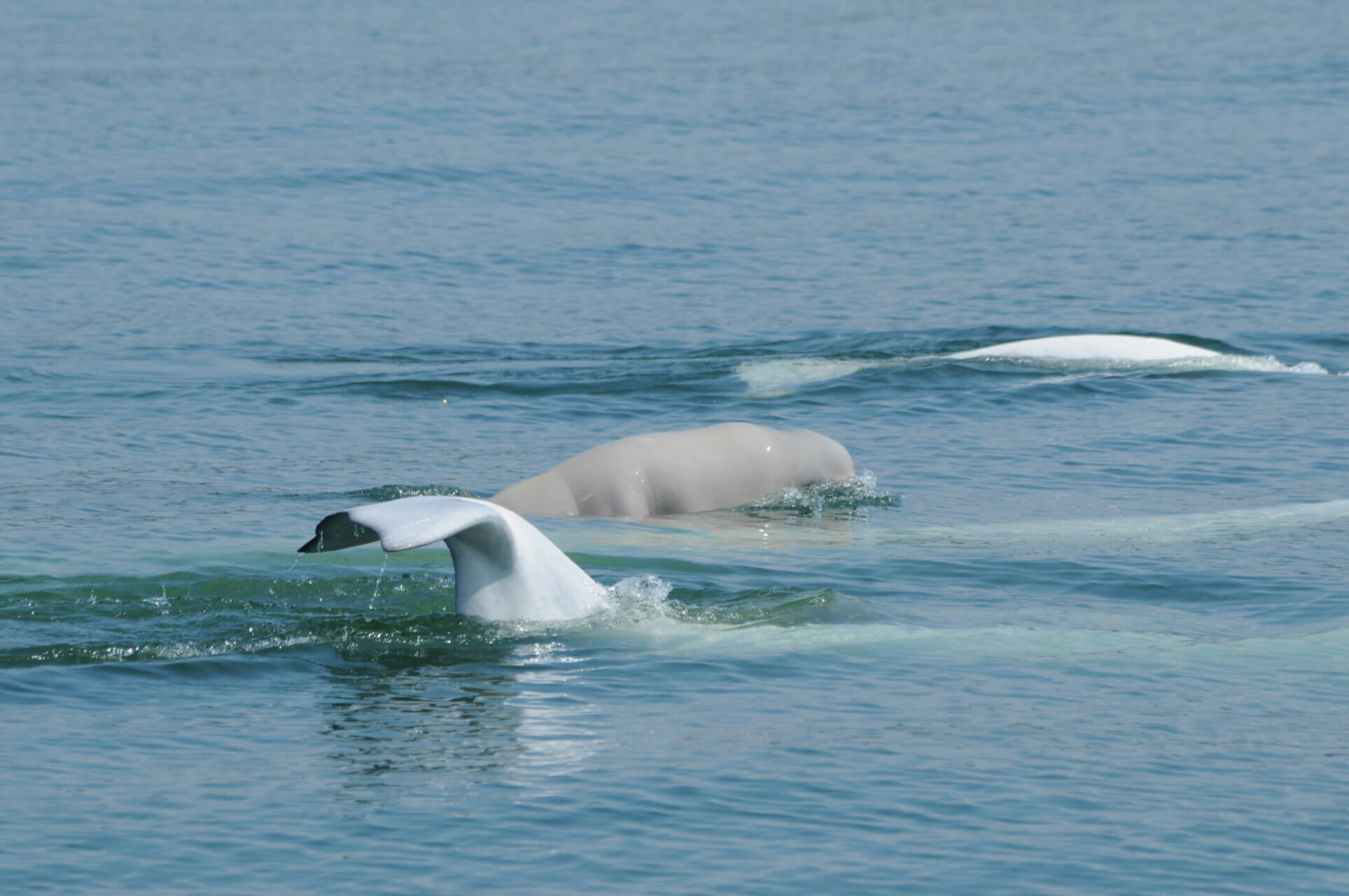 Cat parasite found in Arctic Beluga - BBC News