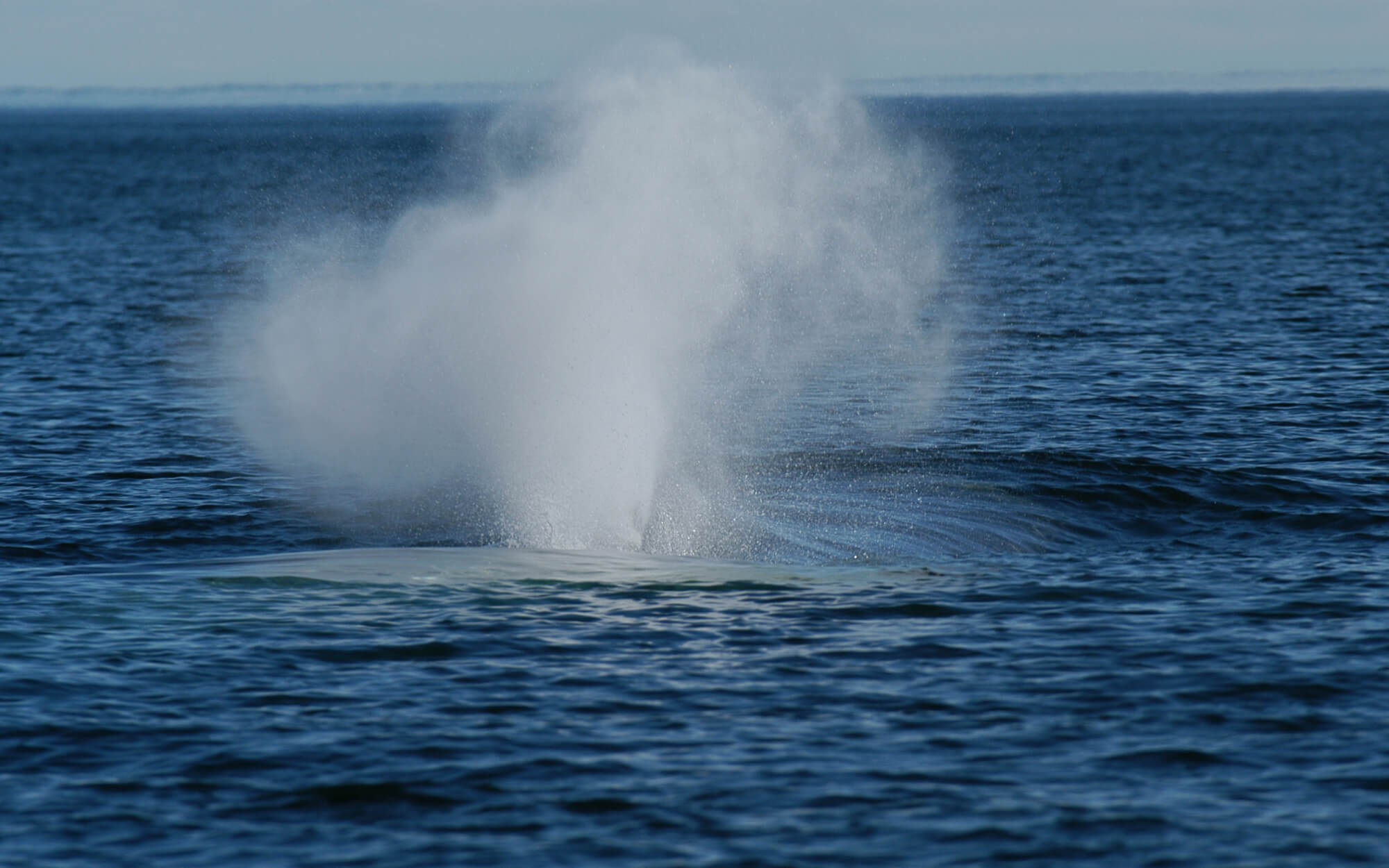 Book of the Dead: Nearly 600 Beluga Carcasses Examined Over Past 40 Years -  Baleines en direct