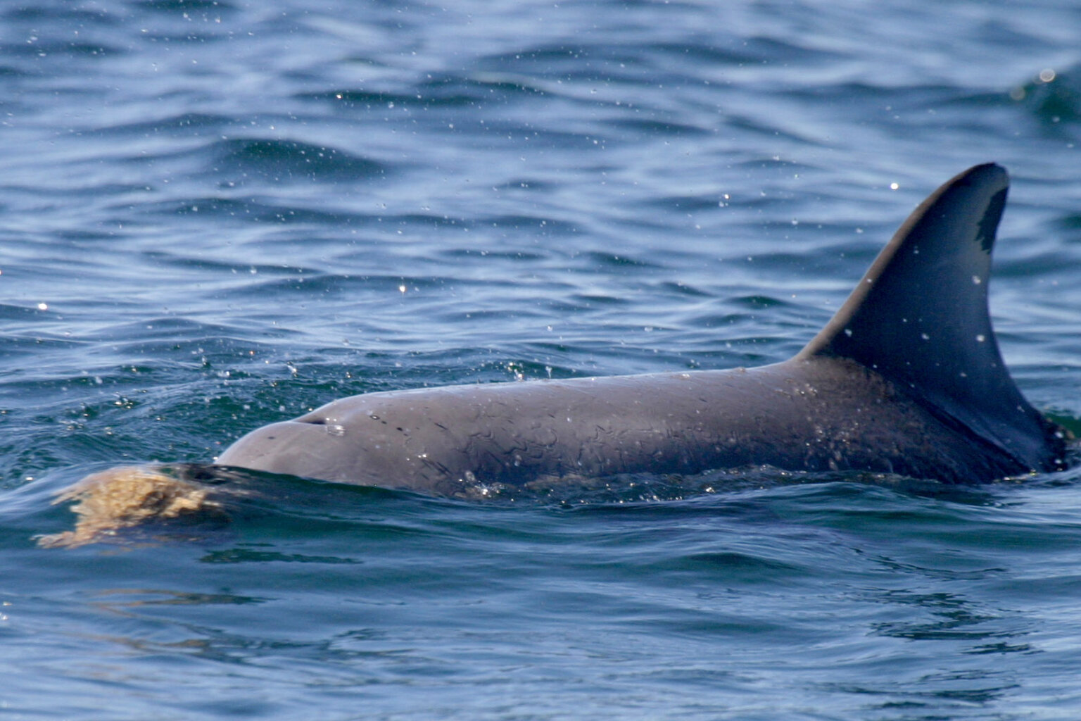 An Exceptional Cetacean: Tool Use In Bottlenose Dolphins - Baleines En 