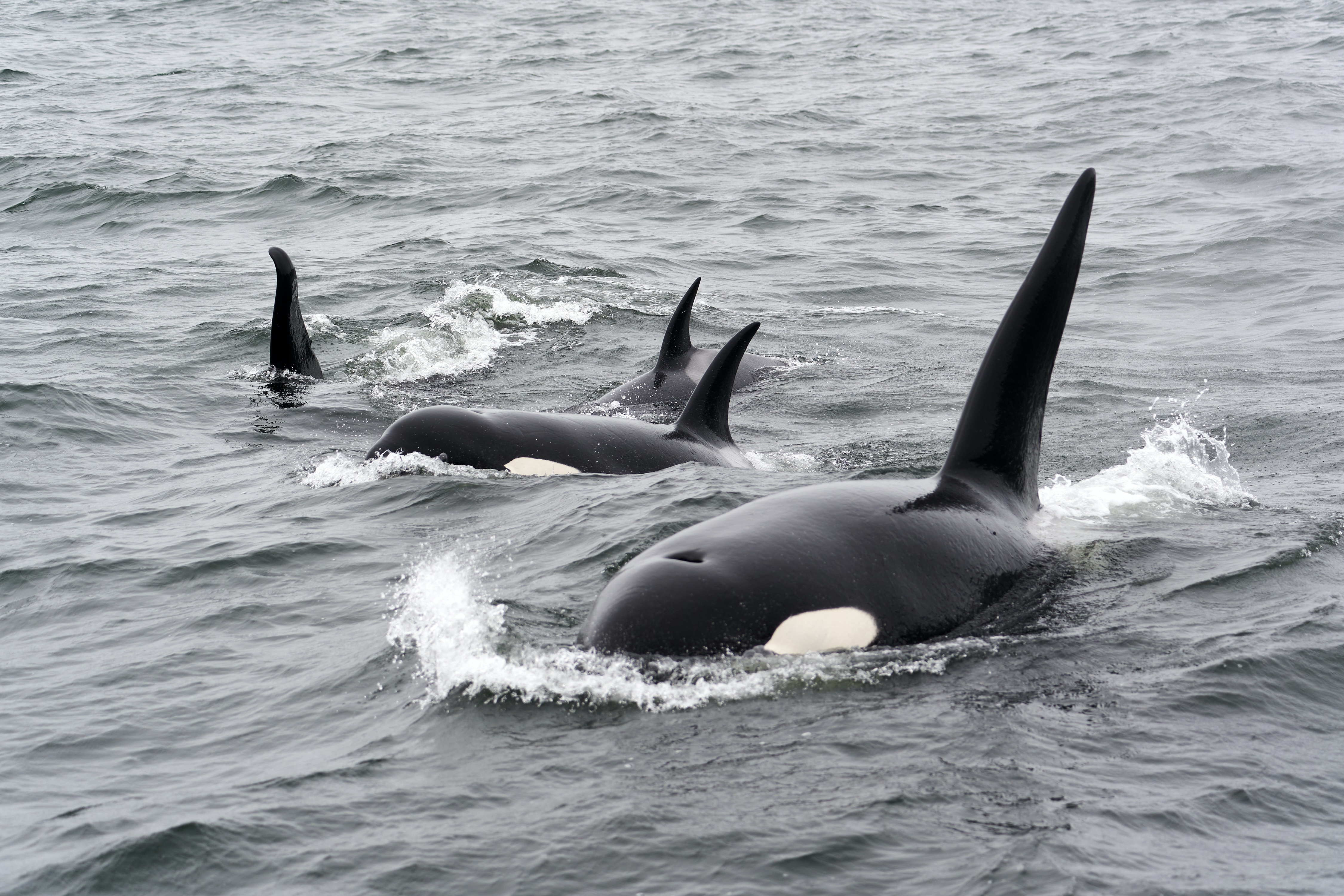 Does cat poop pose a problem for belugas? - Baleines en direct