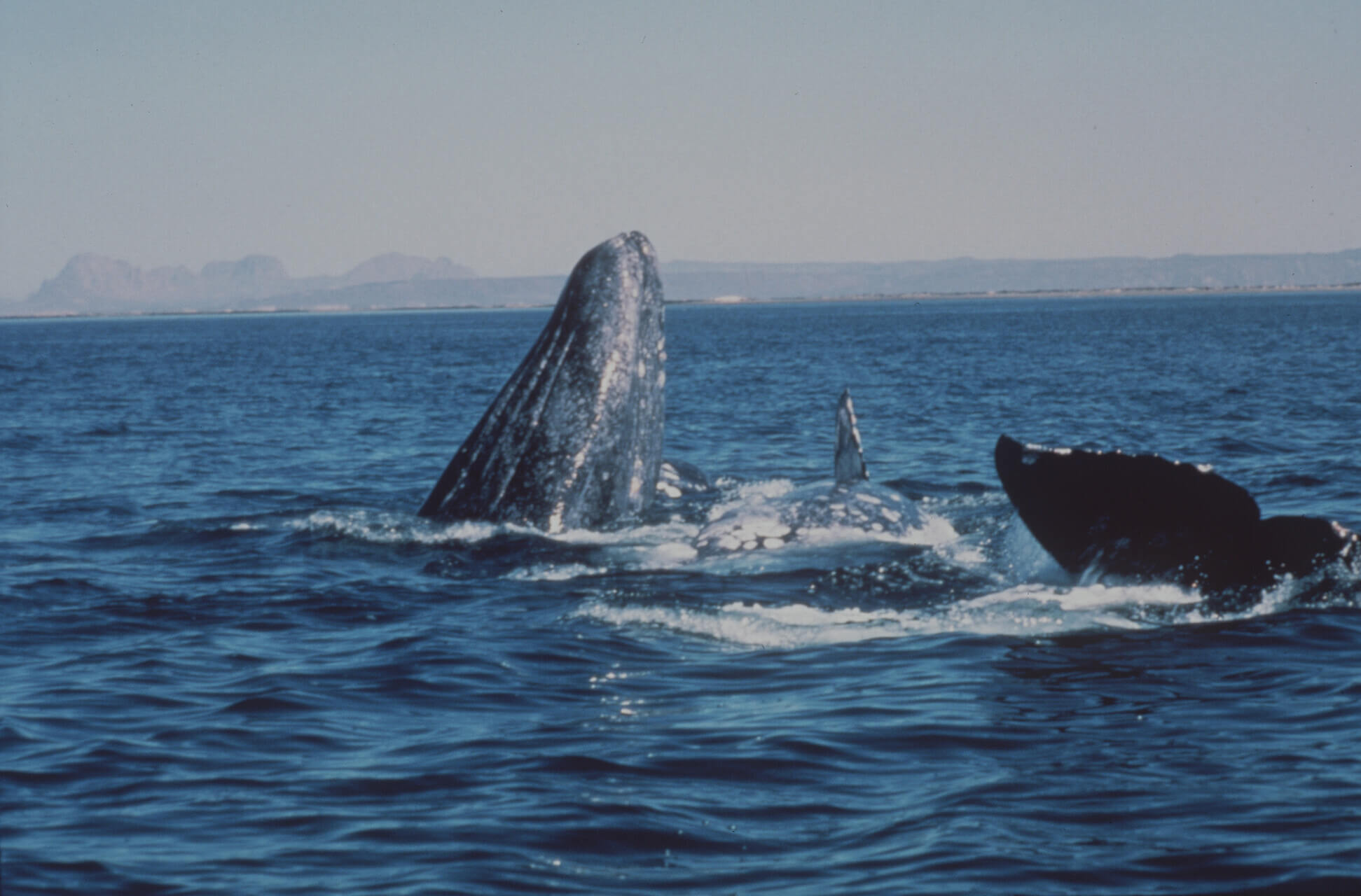 Équipe Baleines en direct, auteur sur Baleines en direct