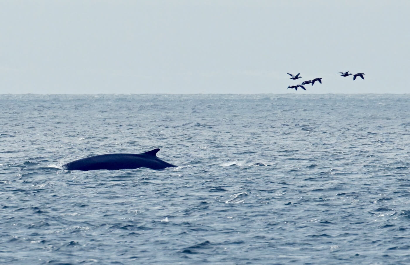April Whales - Baleines en direct