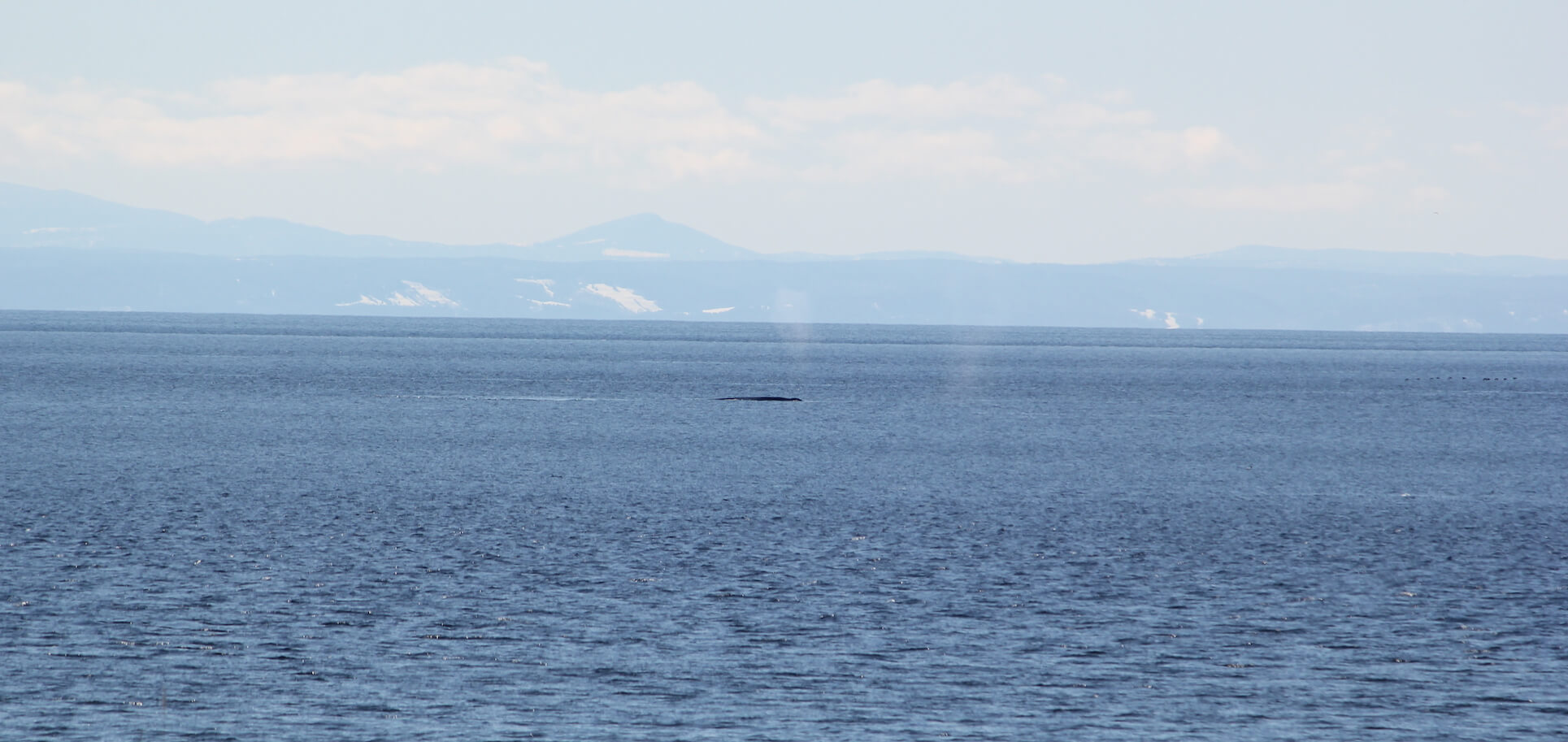 April Whales - Baleines en direct