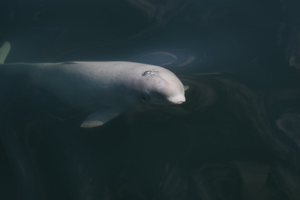 Once upon a time, there was the St. Lawrence beluga… - Baleines en direct