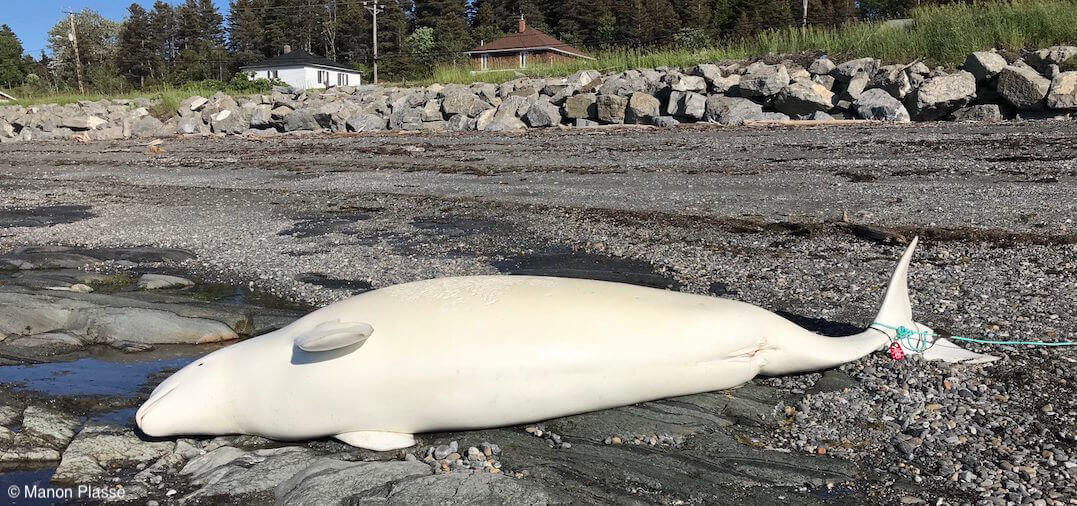 A dead beluga